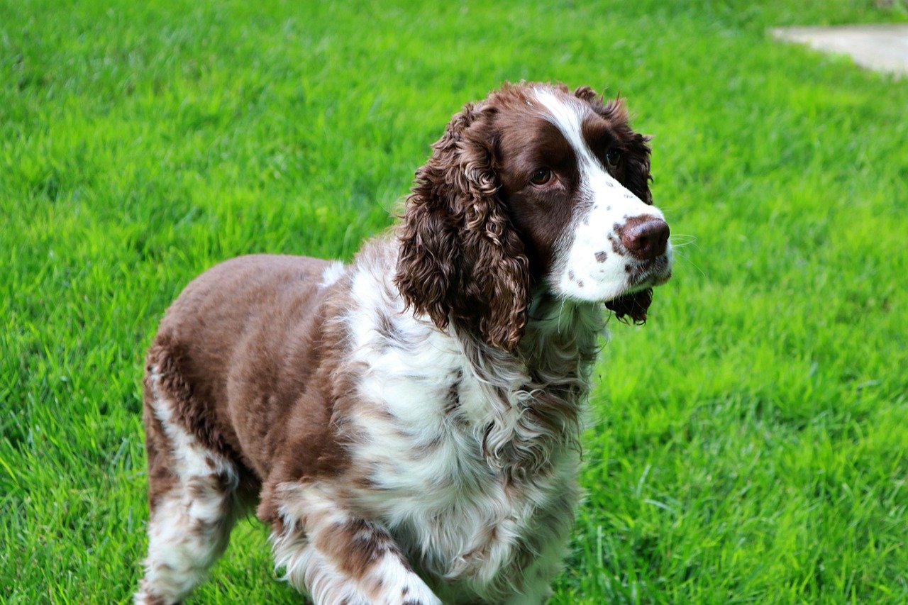 Az Angol Springer Spániel (English Springer Spaniel) részletes bemutatása.