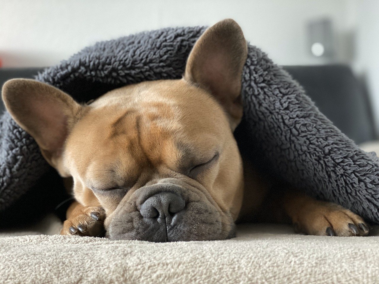 A Francia Bulldog részletes bemutatása és fajtajellemzése.