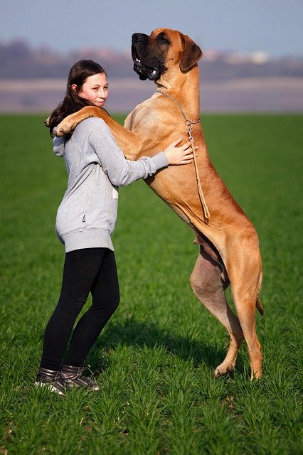 A Német Dog (Great Dane), más néven Dán Dog bemutatása.