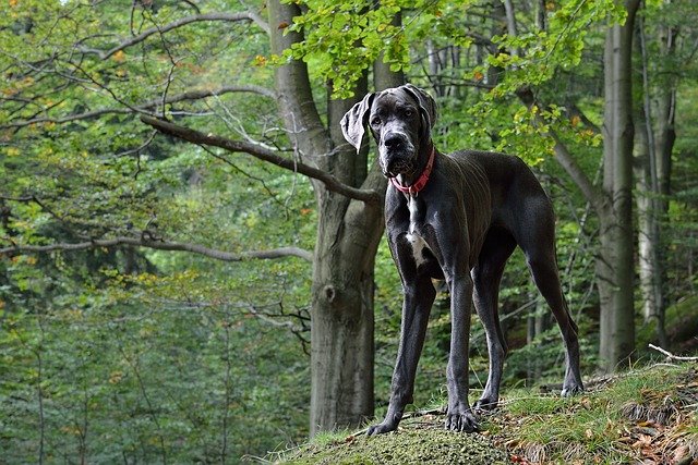 A Német Dog (Great Dane), más néven Dán Dog bemutatása.