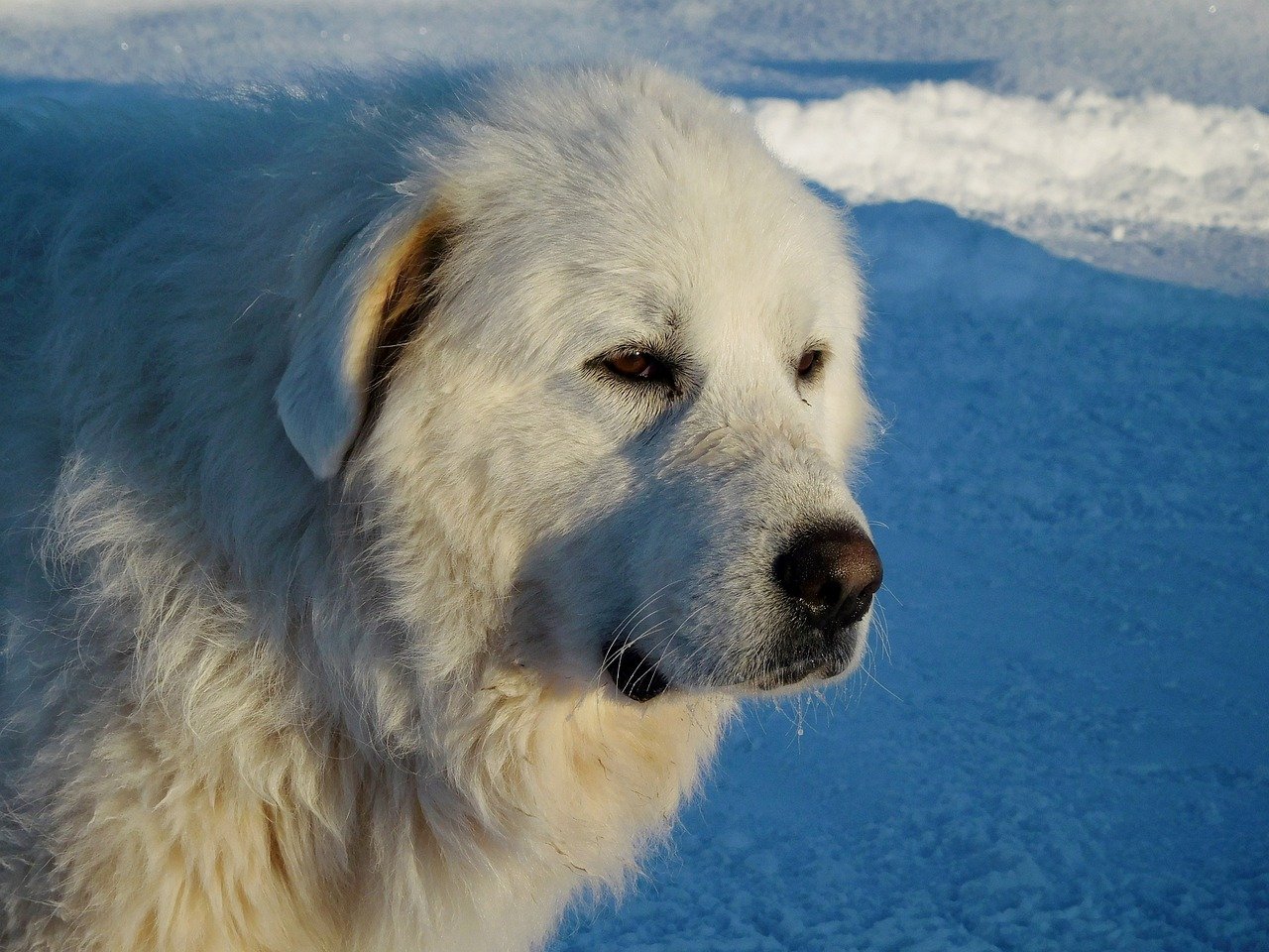 A Pireneusi hegyikutya bemutatása. (Great Pyrenees)