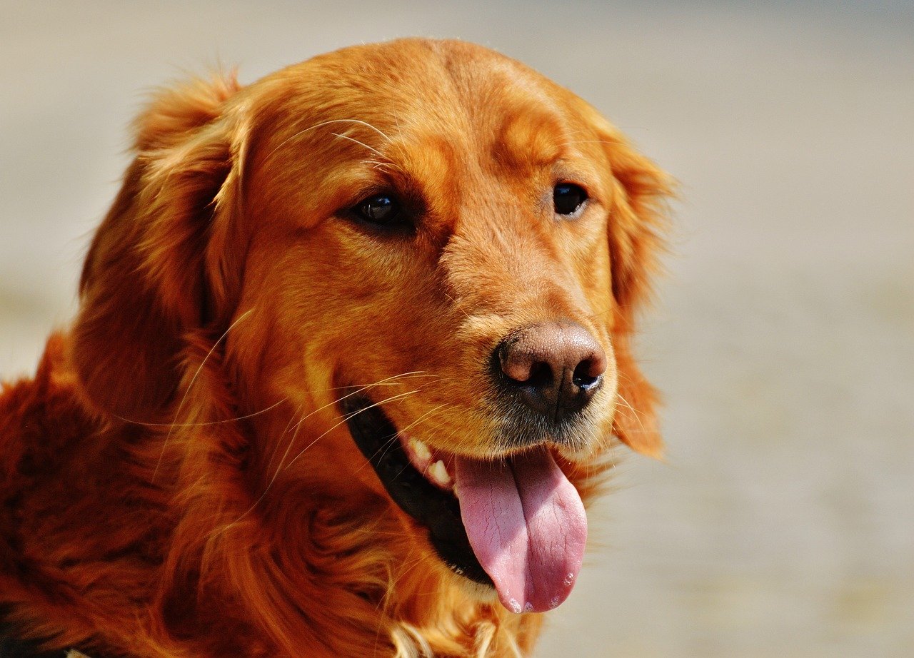 Ismerje meg az Ír szetter (Irish Setter) kutyafatját!