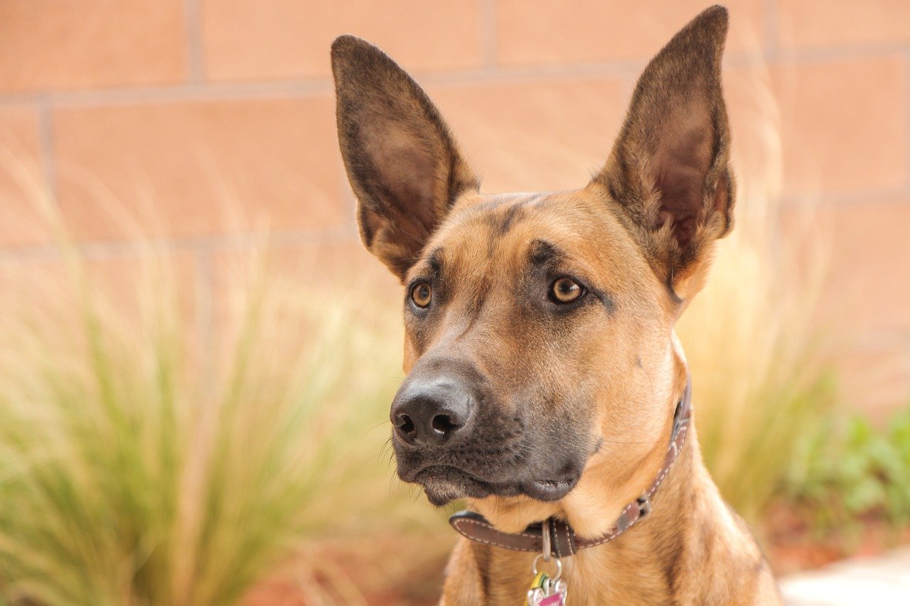 A Belgian Malinois, vagy más néven belga juhász bemutatása.