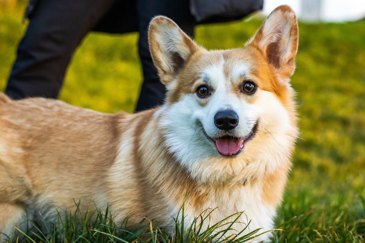 Corgi fajták: Ismerd meg a Welsh Corgi két változatát.