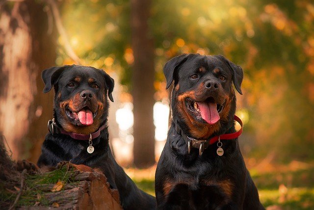 Ismerje meg a Rottweiler kutyafajtát: vérmérséklet, története, gondozása és nevelése.