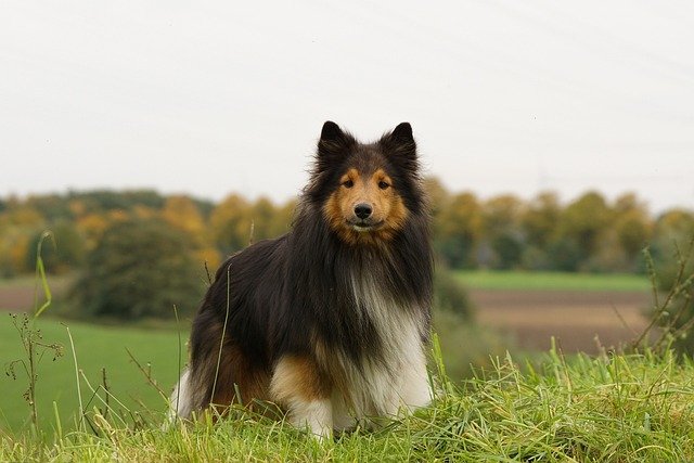 A Shetlandi juhászkutya (Sheltie) bemutatása. Ismerje meg a skót juhász történetét!