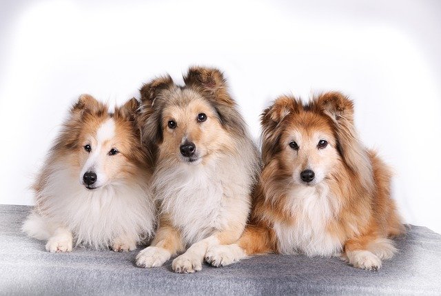 A Shetlandi juhászkutya (Sheltie) bemutatása. Ismerje meg a skót juhász történetét!