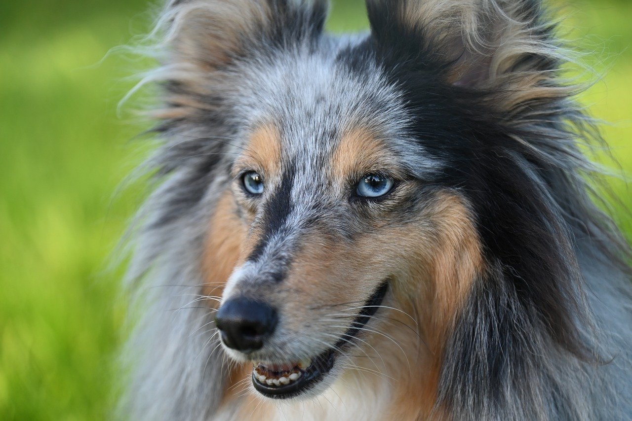 A Shetlandi juhászkutya (Sheltie) bemutatása. Ismerje meg a skót juhász történetét!