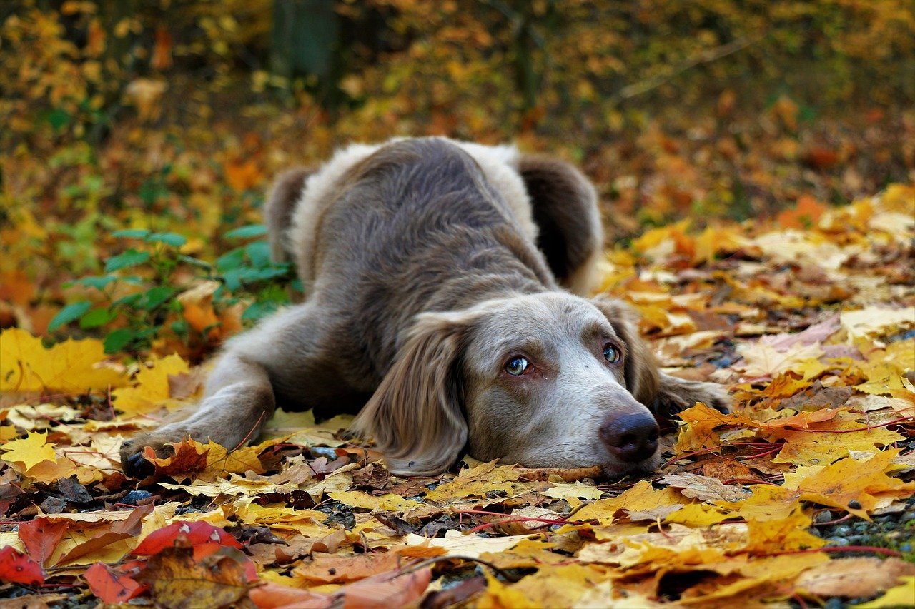 A Hosszúszőrű Weimari vizsla részletes bemutatása.