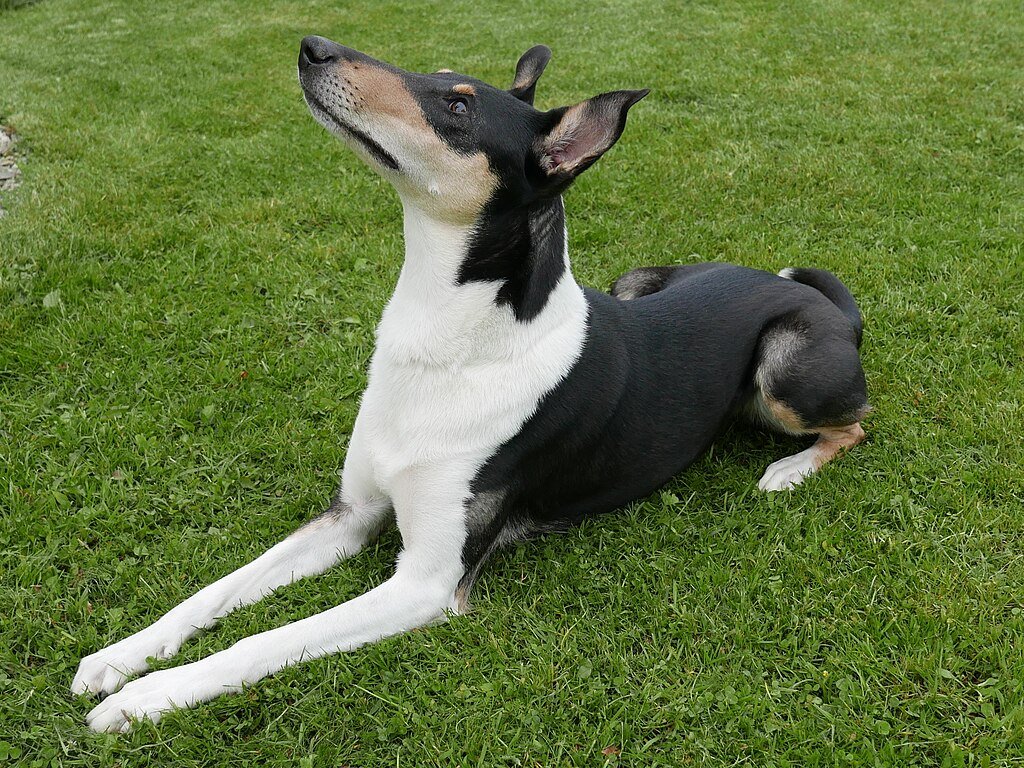 A Rövidszőrű Collie (Smooth Collie) bemutatása