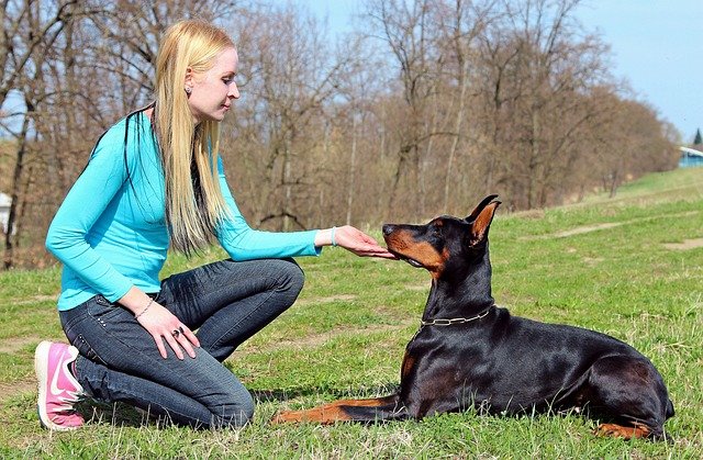 A Doberman Pinscher (Dobermann) bemutatása