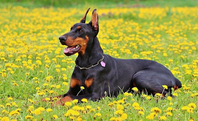 A Doberman Pinscher (Dobermann) bemutatása