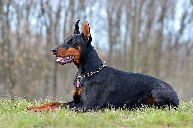 A Doberman Pinscher (Dobermann) bemutatása