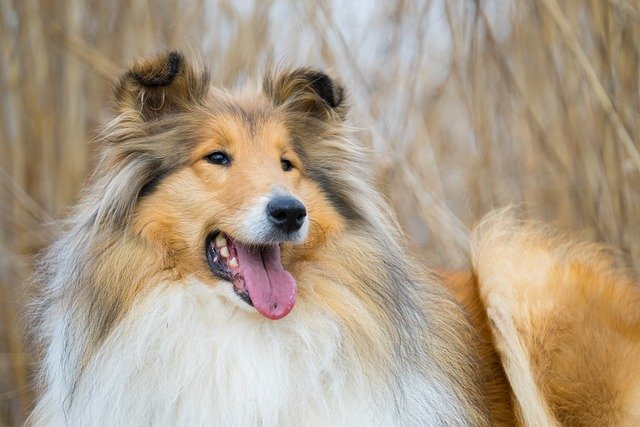 A Hosszúszőrű Collie (Rough Collie) bemutatása