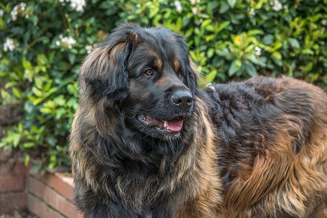 A Leonbergi (Leonberger) kutya bemutatása.