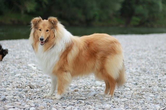 A Hosszúszőrű Collie (Rough Collie) bemutatása