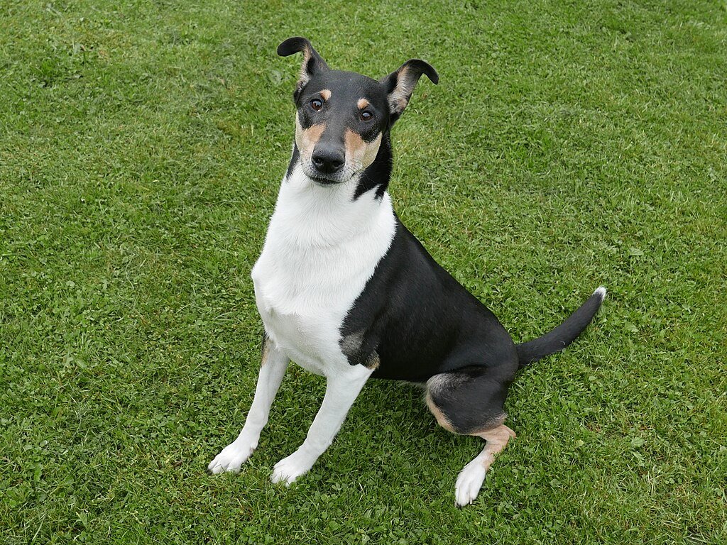 A Rövidszőrű Collie (Smooth Collie) bemutatása