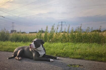 amerikai bully