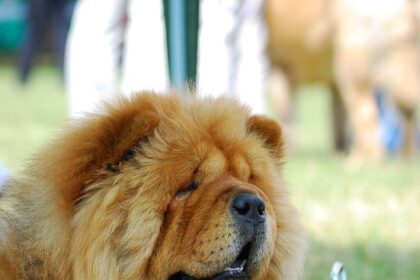 Csau csau kutyák bemutatása: jellem, tartás, gondozás és különleges tulajdonságok.