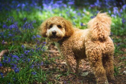cavapoo