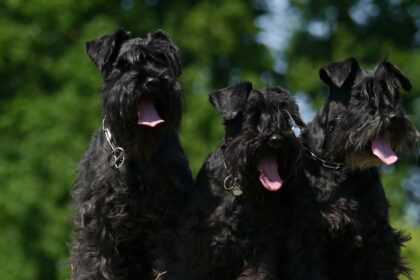 schnauzer