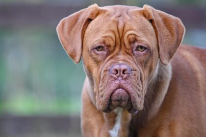 bordeauxi dog