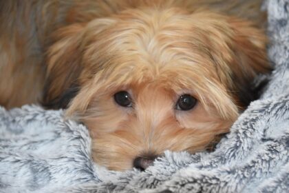 bichon bolognese