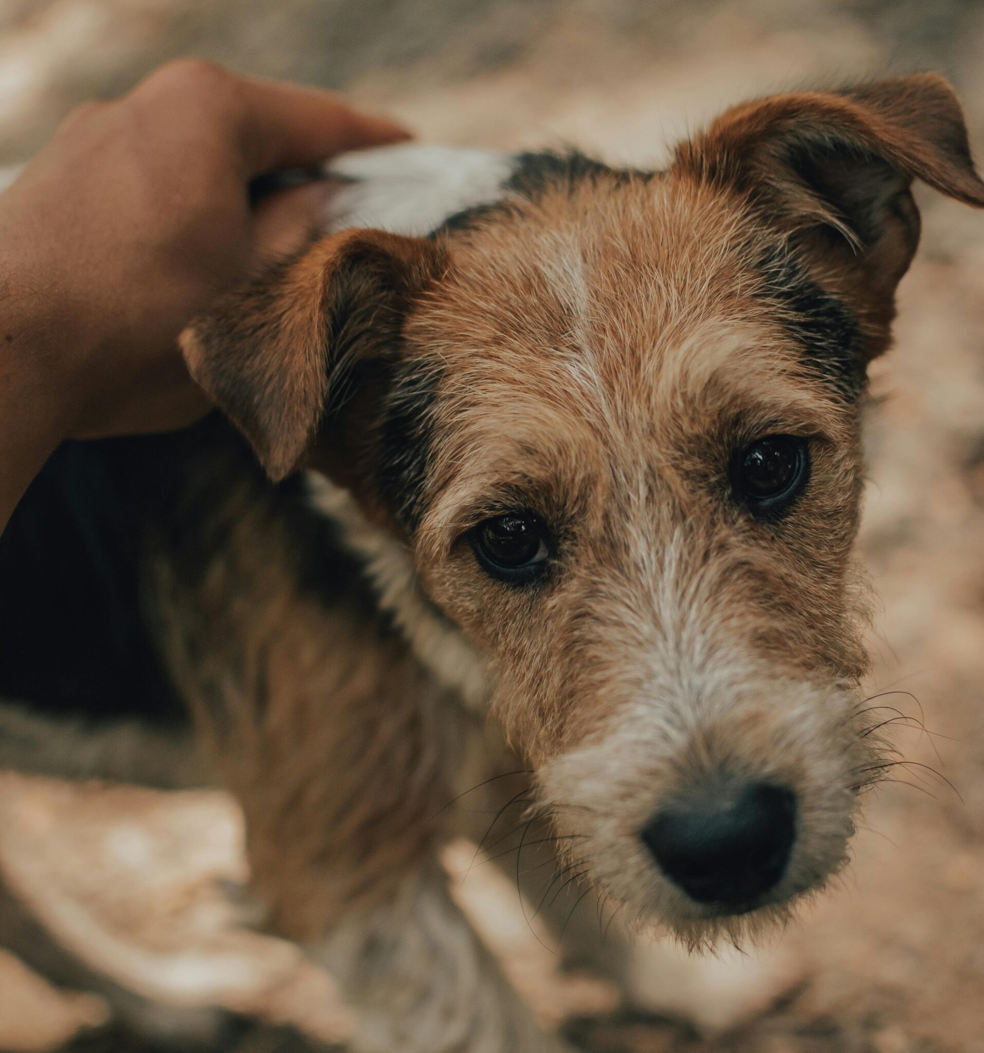 simaszőrű foxterrier