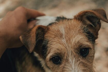 simaszőrű foxterrier