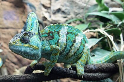 Sisakos kaméleon tartása könnyen érthető, részletes útmutatóval.