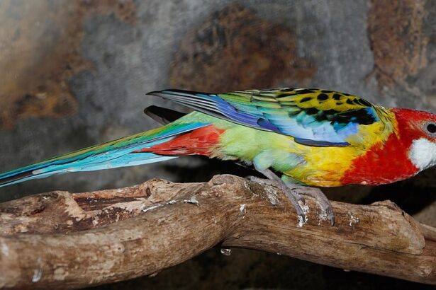 A Rozella papagáj tartása - Útmutató