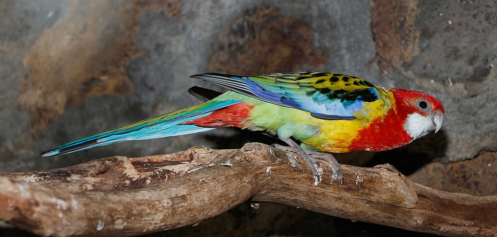 A Rozella papagáj tartása - Útmutató