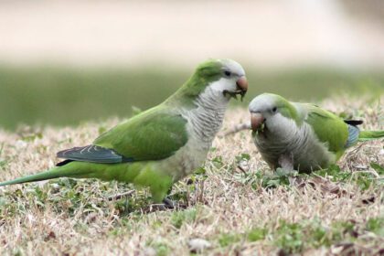 A barátpapagáj tartása és gondozása egyszerűen