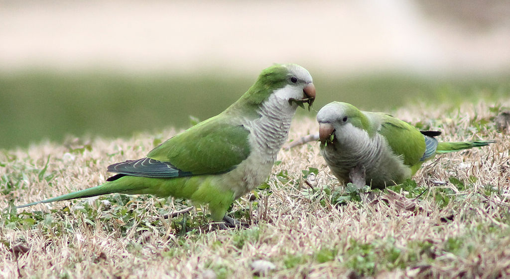 A barátpapagáj tartása és gondozása egyszerűen