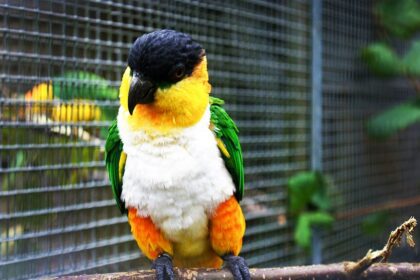 A feketesapkás papagáj tartása és gondozása