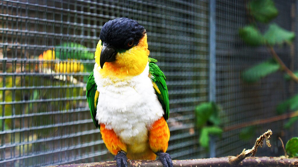 A feketesapkás papagáj tartása és gondozása