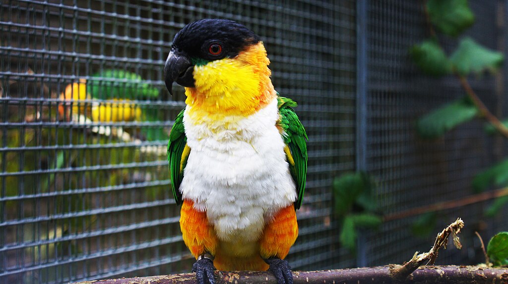 A feketesapkás papagáj tartása és gondozása