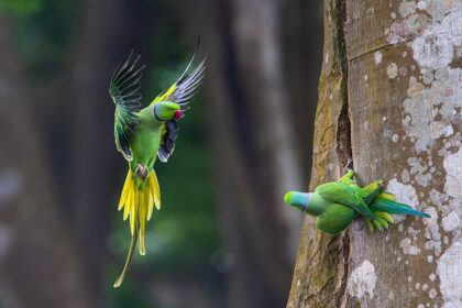 A kis sándorpapagáj tartása és gondozása