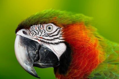 A legnépszerűbb papagáj fajták