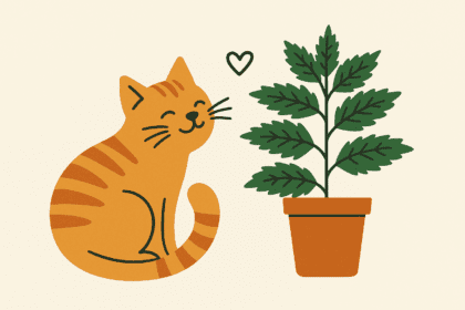 Macskamenta hatása: miért őrülnek meg érte a cicák?