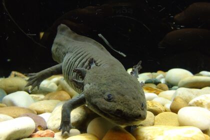 Részletes útmutató a mexikói axolotl tartásához