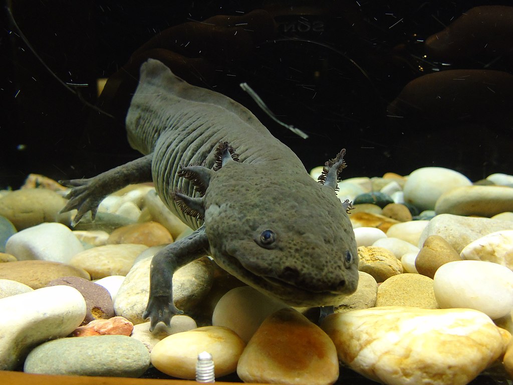Részletes útmutató a mexikói axolotl tartásához