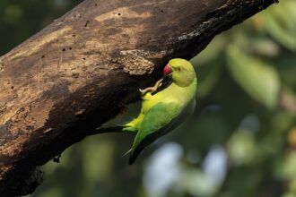Ismerd meg a nagy sándor papagáj jellemzőit, tartását