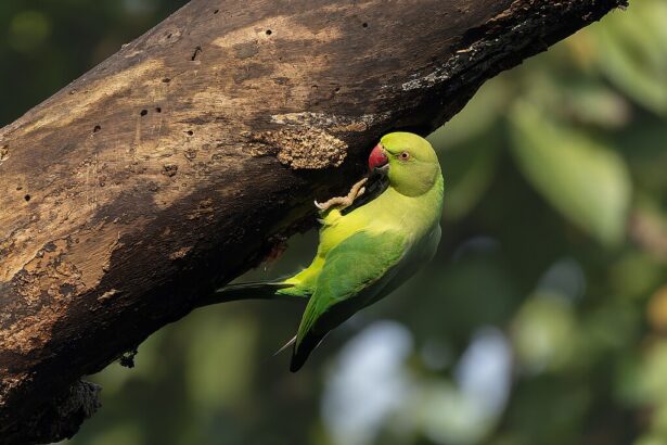 Ismerd meg a nagy sándor papagáj jellemzőit, tartását