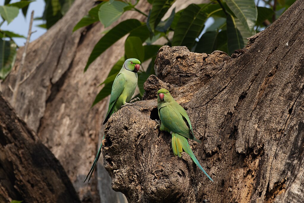 Ismerd meg a nagy sándor papagáj jellemzőit, tartását