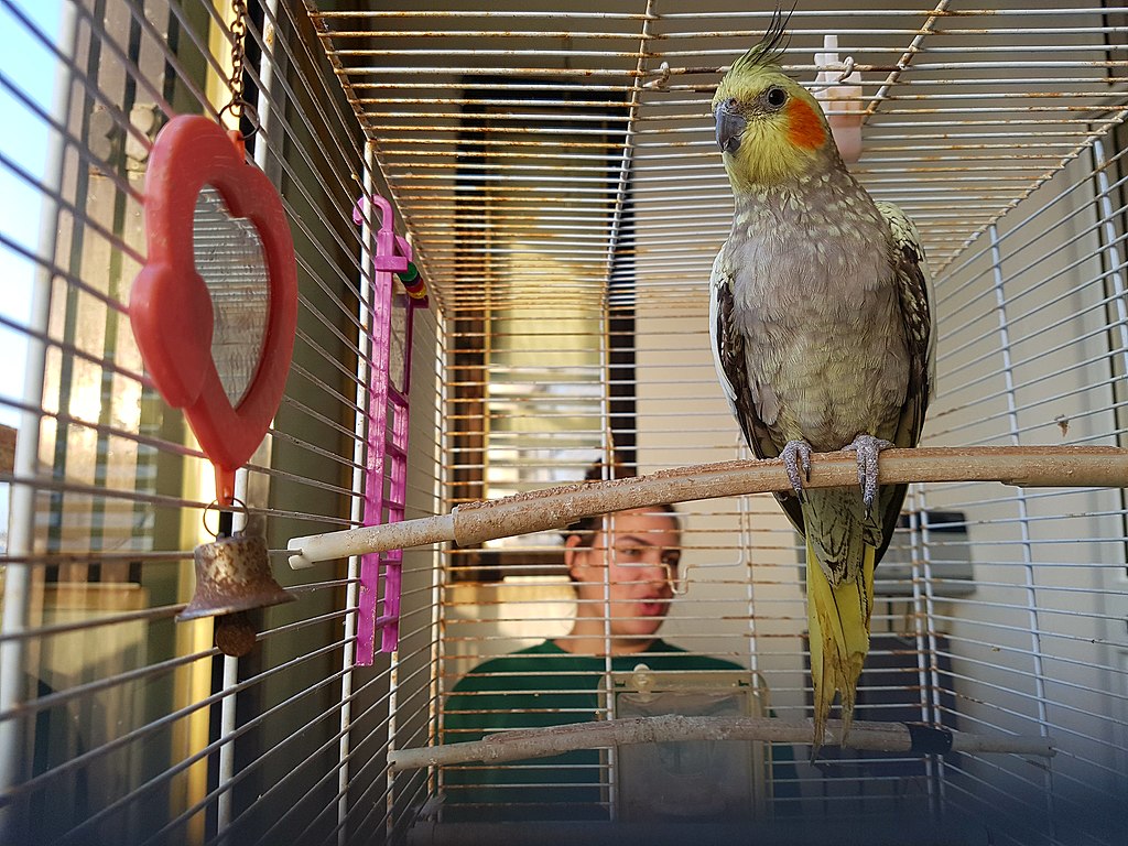 Tudj meg mindent a nimfa papagáj tartásáról