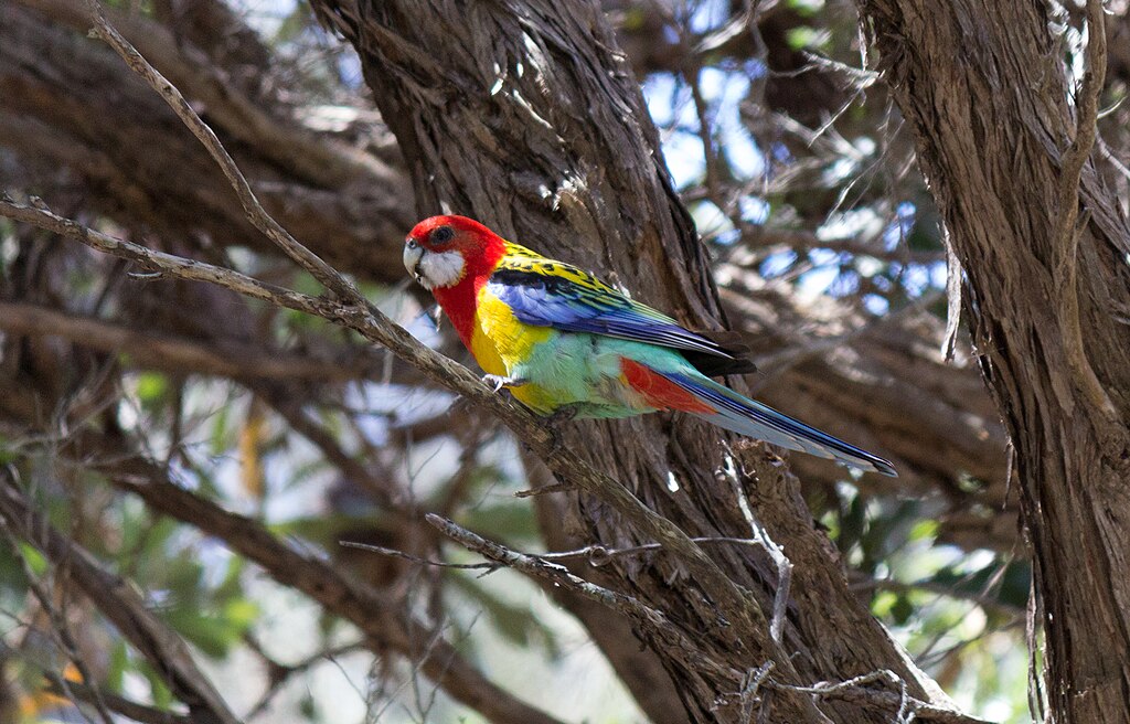 A Rozella papagáj tartása - Útmutató
