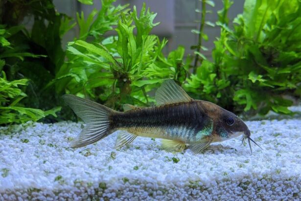 A Kékpajzsos páncélosharcsa békés, könnyen tartható talajlakó.