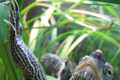 Tarajosteknős tartása lépésről lépésre: akvaterrárium, etetés, tisztítás és minden fontos tudnivaló.