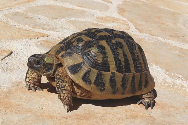 Görög teknős tartása részletesen: megfelelő környezet, étrend, hőmérséklet és gondozási tanácsok.